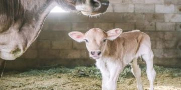 cow and calf