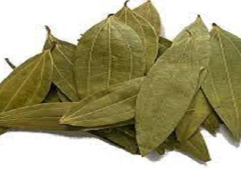 Bay Leaf