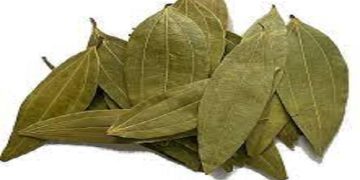 Bay Leaf