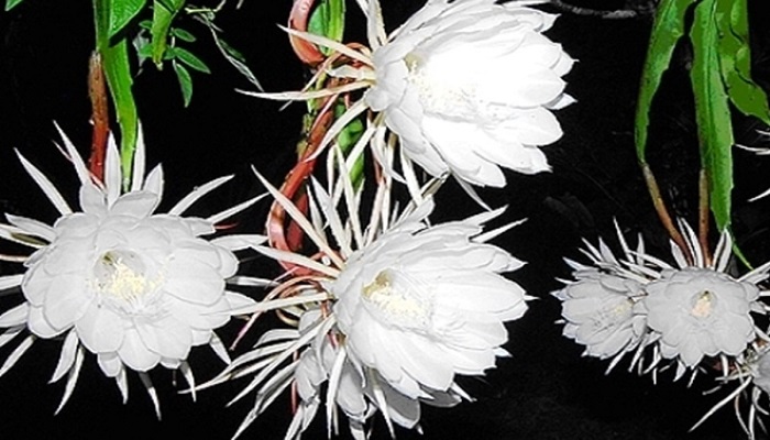 Brahmakamal