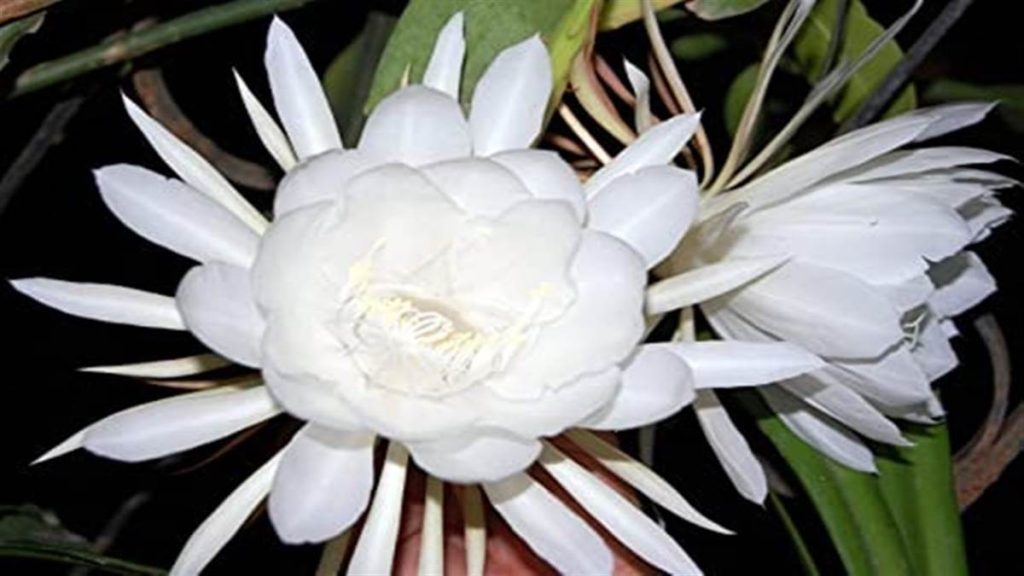 Brahma Kamal