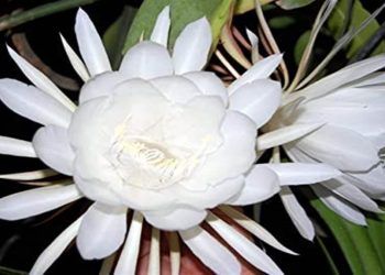 Brahma Kamal