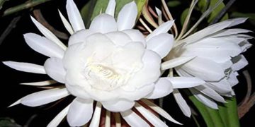 Brahma Kamal