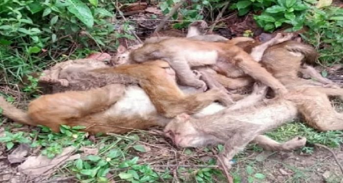 50 monkeys killed