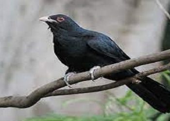 Koyal