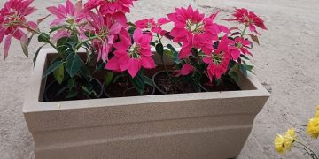 Plants