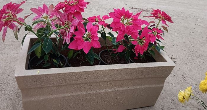 Plants