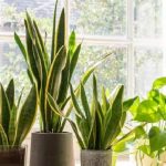 Snake Plant