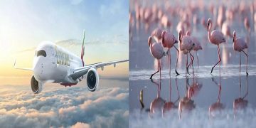40 flamingos die