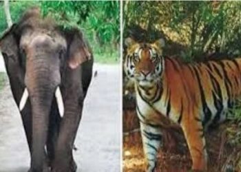 Project Tiger and Project Elephant
