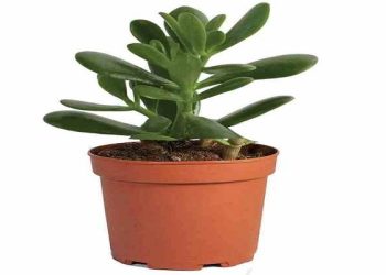 Jade Plant
