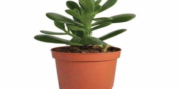 Jade Plant