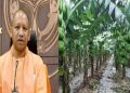 The craze of banana cultivation increased among farmers