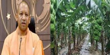 The craze of banana cultivation increased among farmers