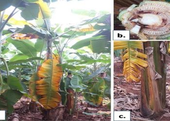 Banana Crops