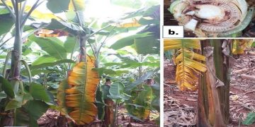 Banana Crops