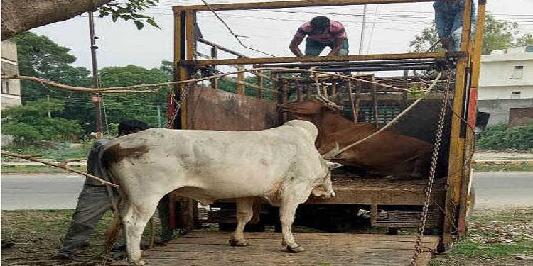 Cattle Catching