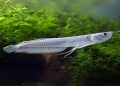 Arowana Fish