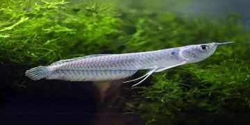 Arowana Fish