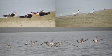 Siberian birds will stay with us till Maha Kumbh