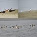 Siberian birds will stay with us till Maha Kumbh