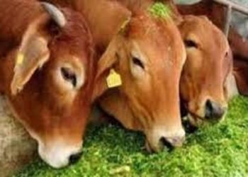 Pasture development