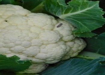 Cauliflower