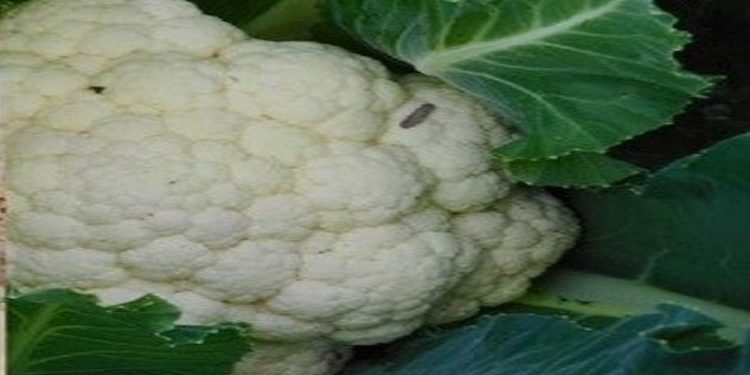 Cauliflower