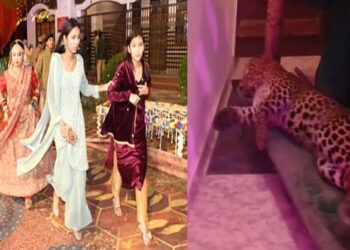 A leopard entered the marriage hall