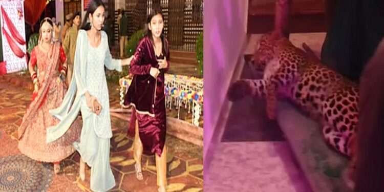 A leopard entered the marriage hall