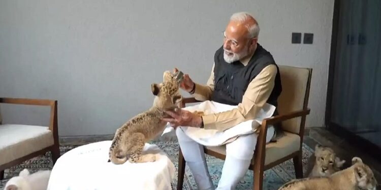 PM Modi was seen caressing a lion cub
