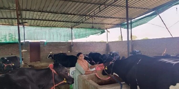 Kashi Milk Producer Company