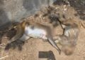 A foreigner killed several monkeys