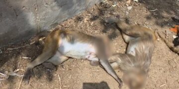 A foreigner killed several monkeys