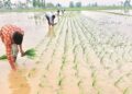 Sow paddy like wheat, cost will be reduced