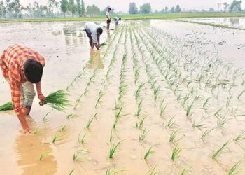 Sow paddy like wheat, cost will be reduced