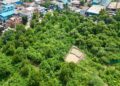 Plantation