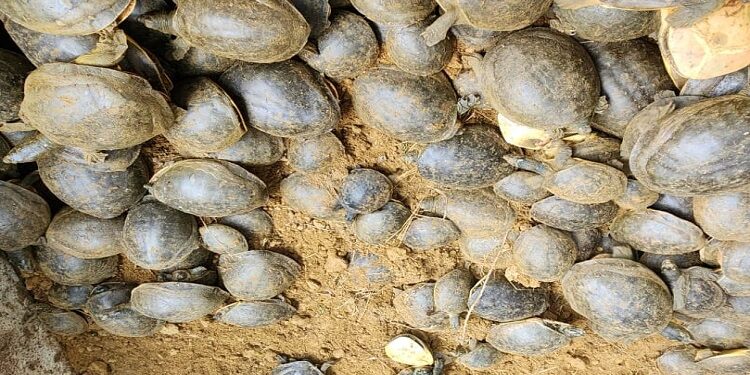 Turtles
