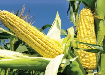 corn