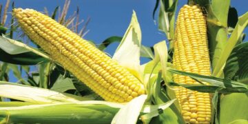 corn