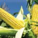 corn