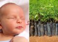 Sapling