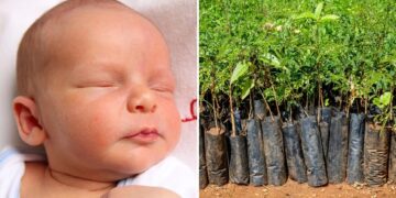 Sapling