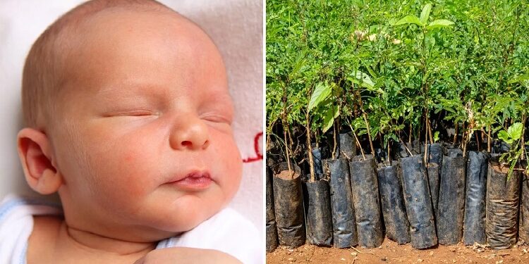 Sapling