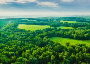 forest land