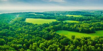 forest land