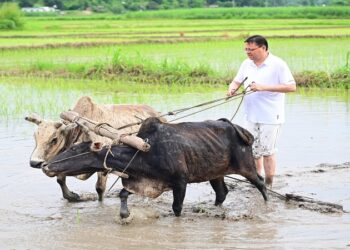 CM Dhami planted paddy in Khatima