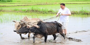 CM Dhami planted paddy in Khatima