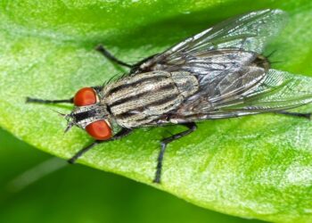 Fly