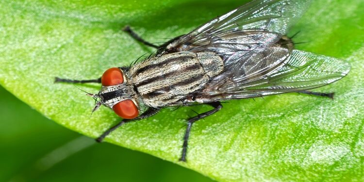 Fly